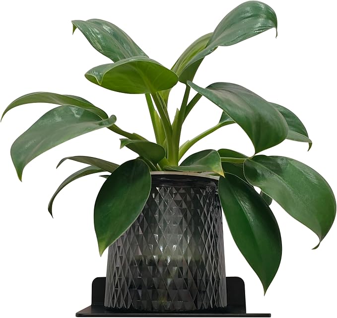 Small Floating Shelf – 6 Inch, Floating Wall Shelves - Image 8
